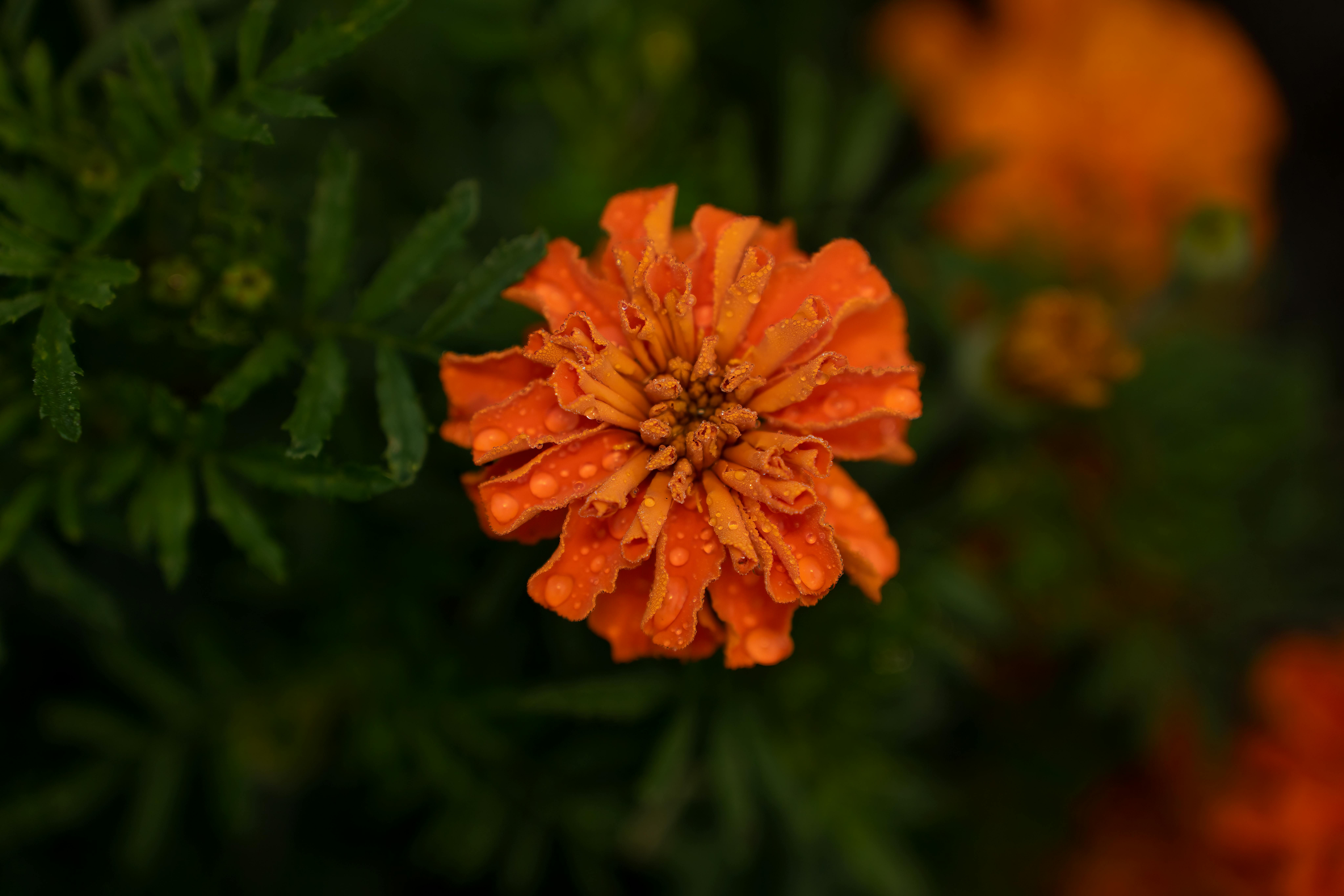 Orange flower in close-up